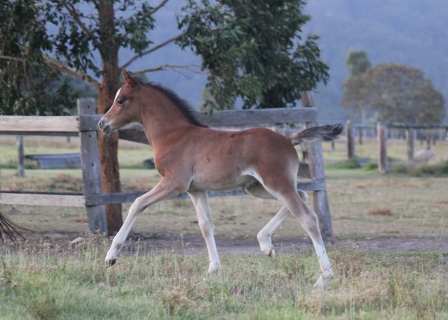 Andy_trot_15_days_small