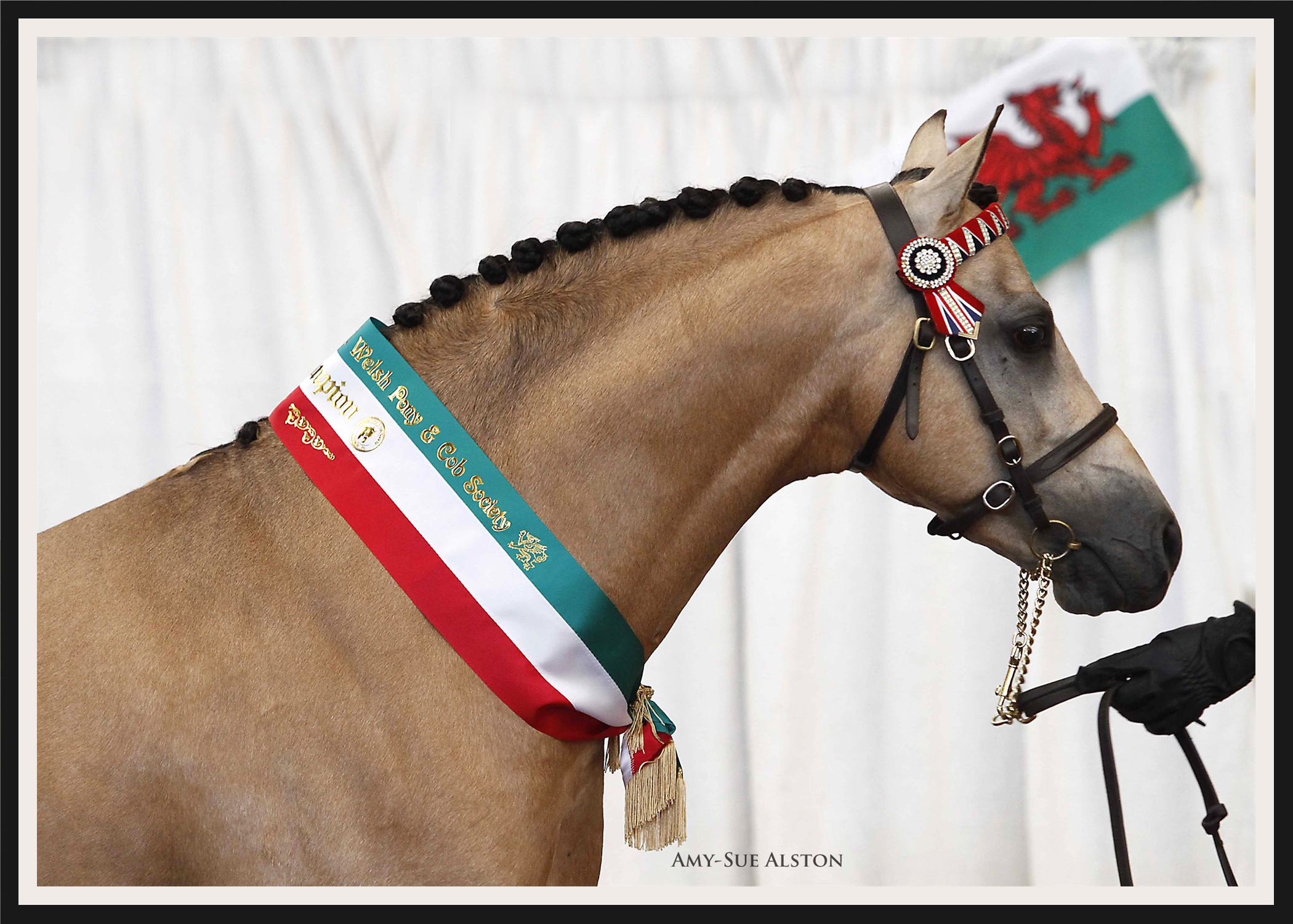 Bronson_head_champion_Northern_Welsh_Show_Nov_16