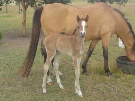 Indy_Foal_1_Web