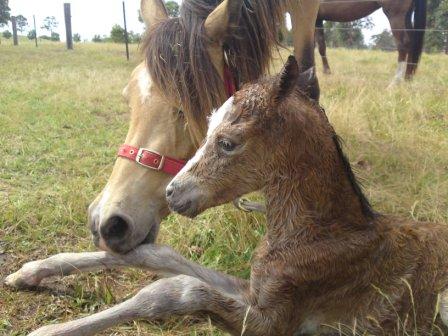 Indy_Foal_2_Wed