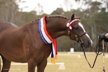 Kappy_APSB_Nats_head_11_2012_web_1