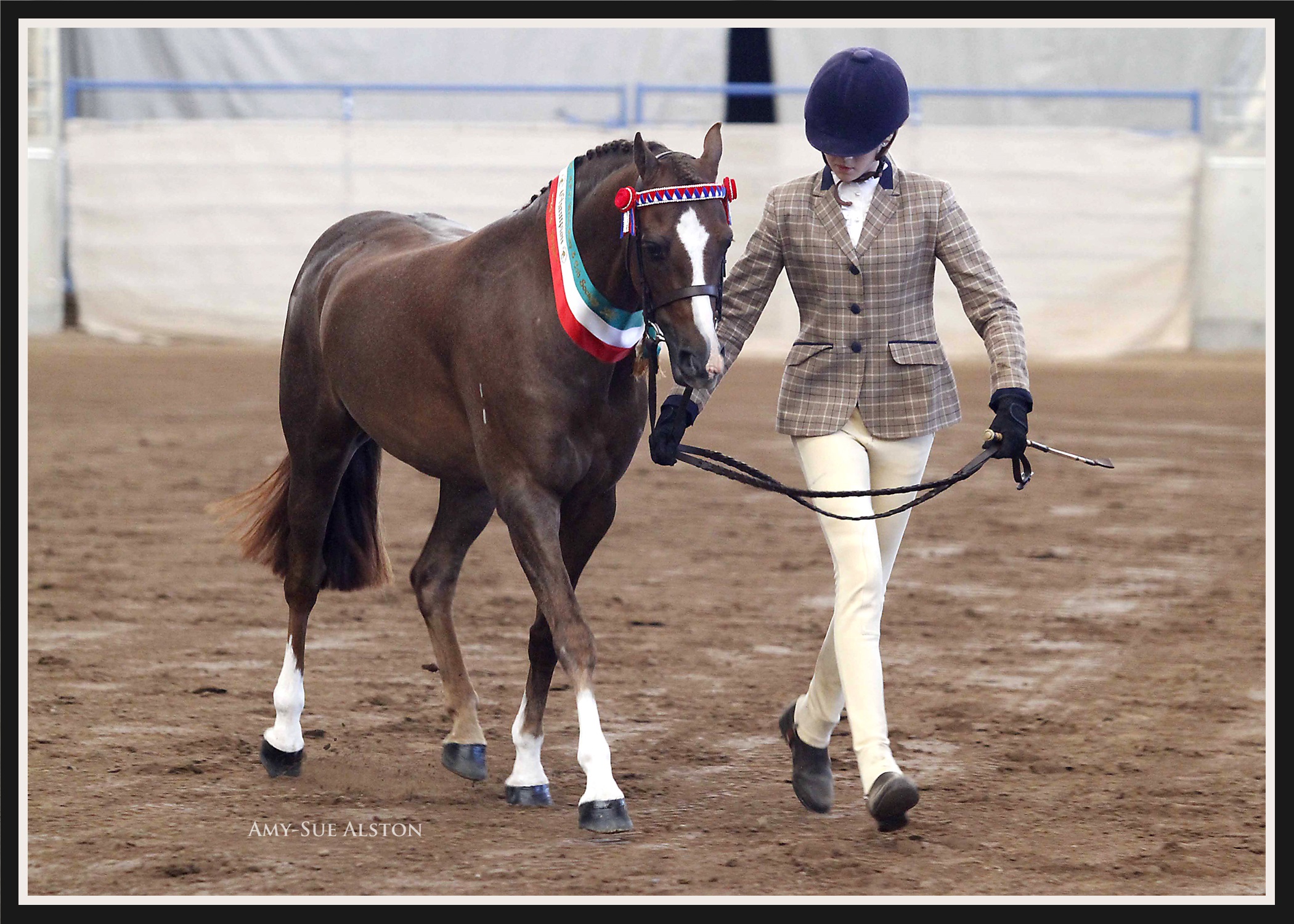 Kappy_Tash_Champ_Trot_Northern_NSw_Welsh_2016