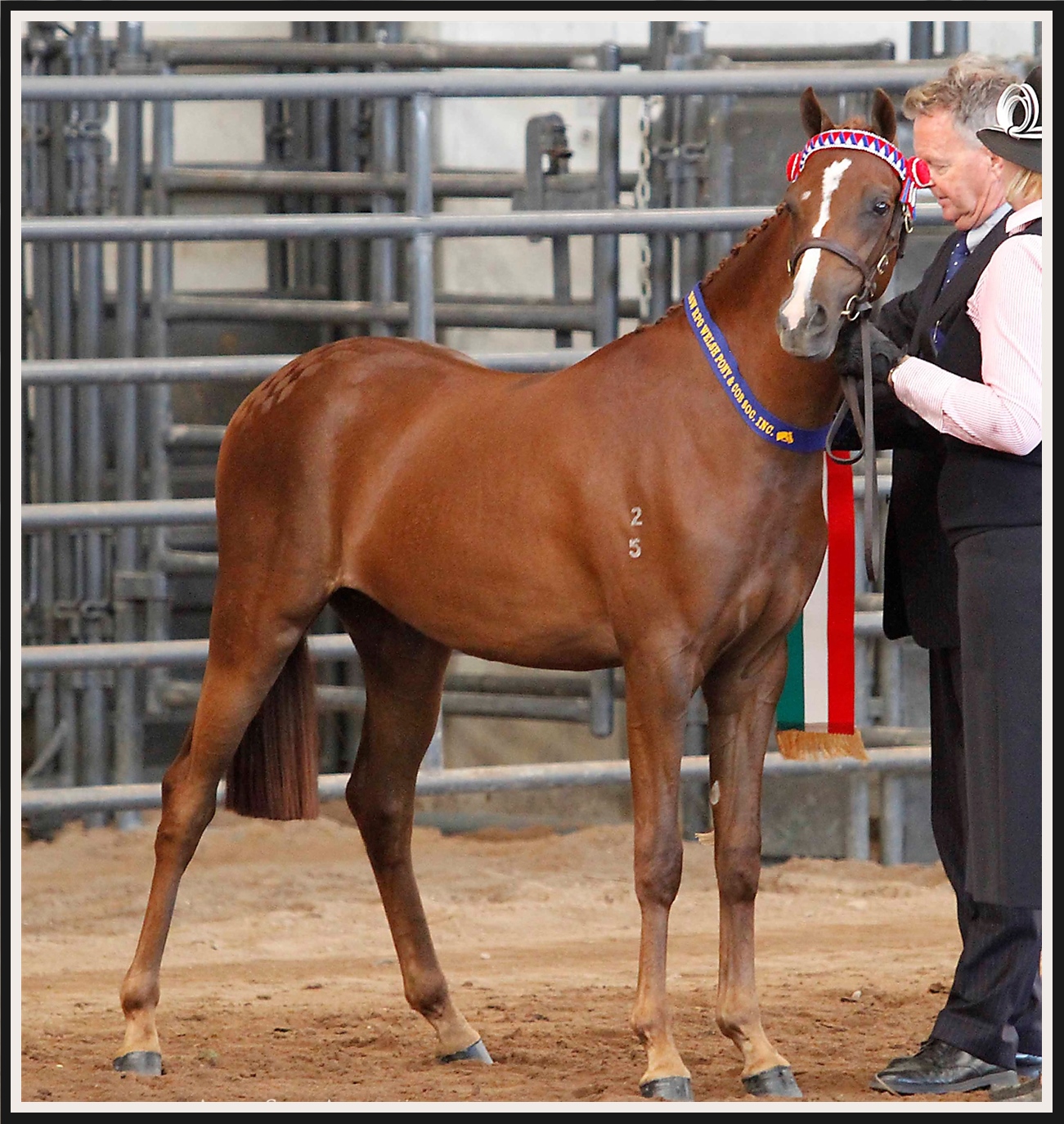 Kenny_side_on_1st_crop_Northern_NSW_Welsh_Nov_16