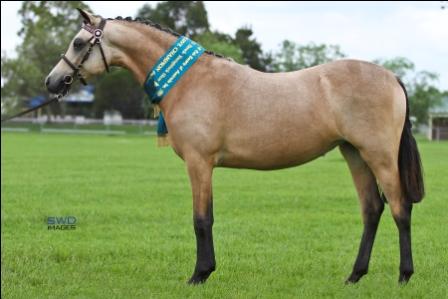 SWD_Hawkesbury_2010_Foxy_2